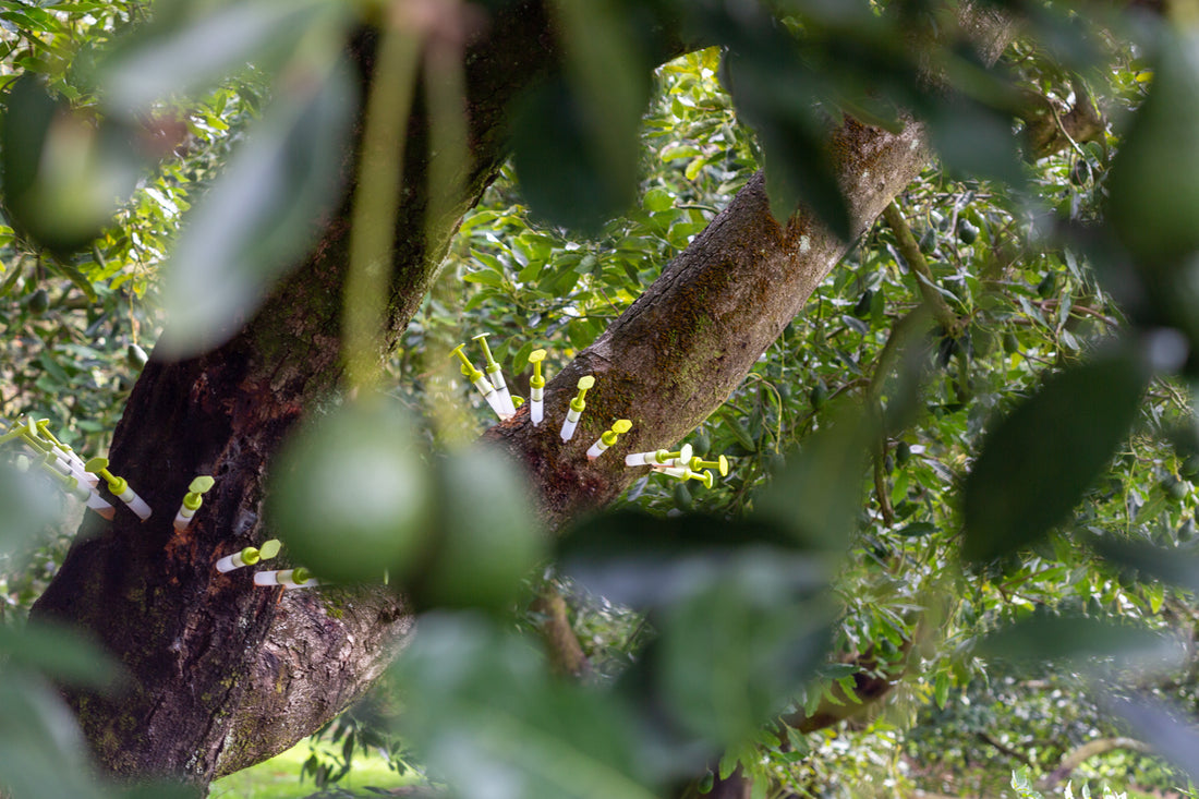 The proven low-pressure method for effective phytophthora control in avocado trees